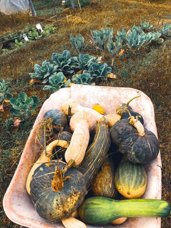il-cascinetto-foto-zucca